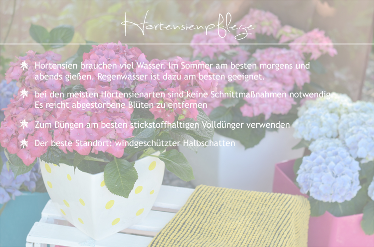Gartenhortensie pflegen und Deko-Tipps