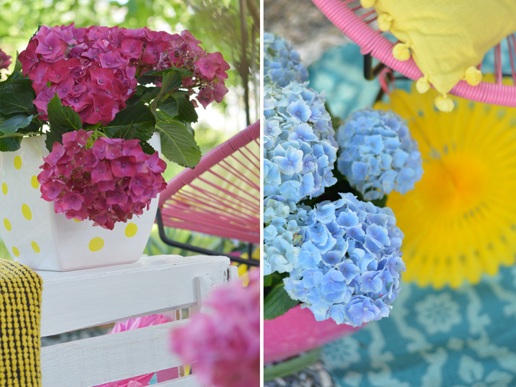 Gartenhortensie pflegen und Deko-Tipps