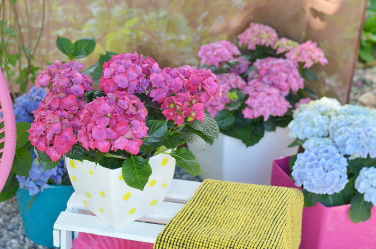 Gartenhortensie pflegen und Deko-Tipps