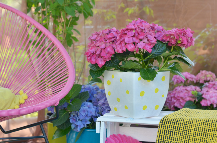 Gartenhortensie pflegen und Deko-Tipps