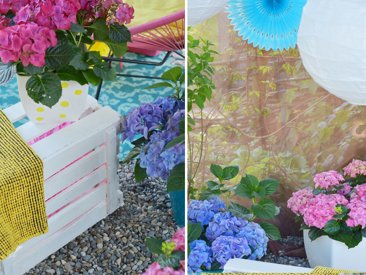 Gartenhortensie pflegen und Deko-Tipps