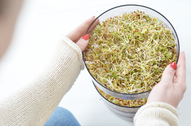 sprossen-ziehen-anleitung