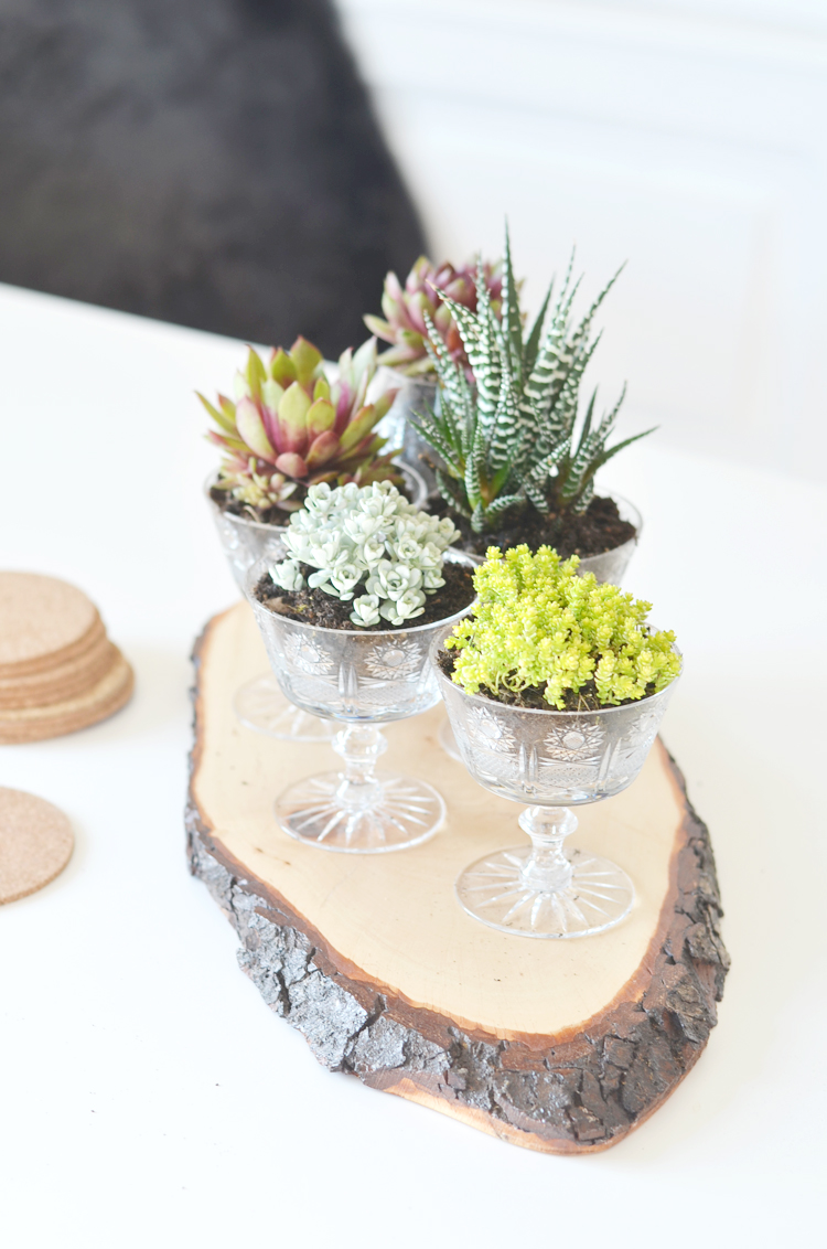 dekoidee-sukkulenten