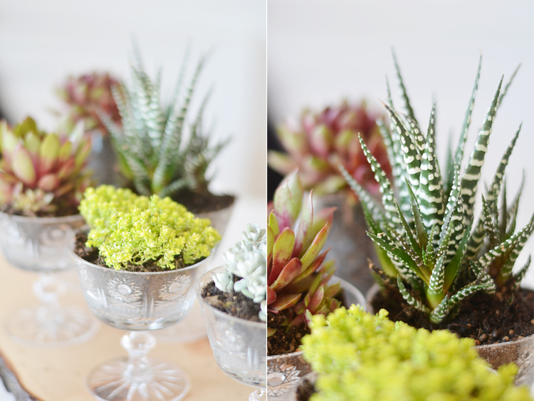 sukkulenten-deko-