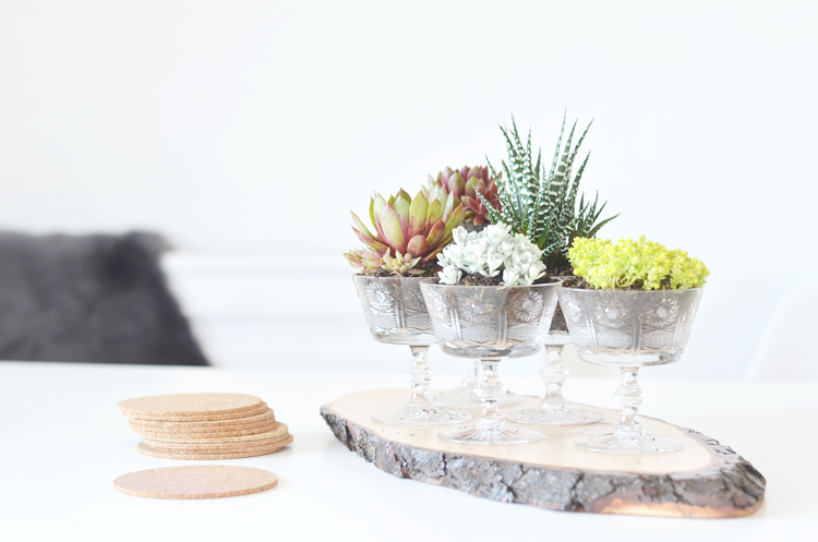 sukkulenten-deko-idee
