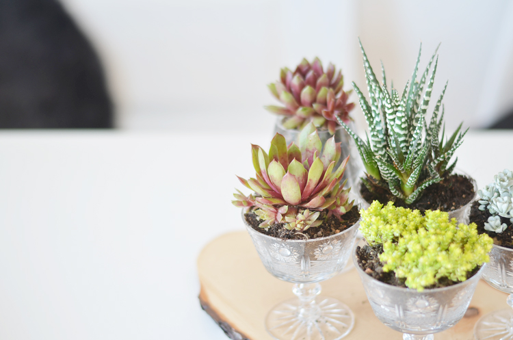 sukkulenten-dekoidee