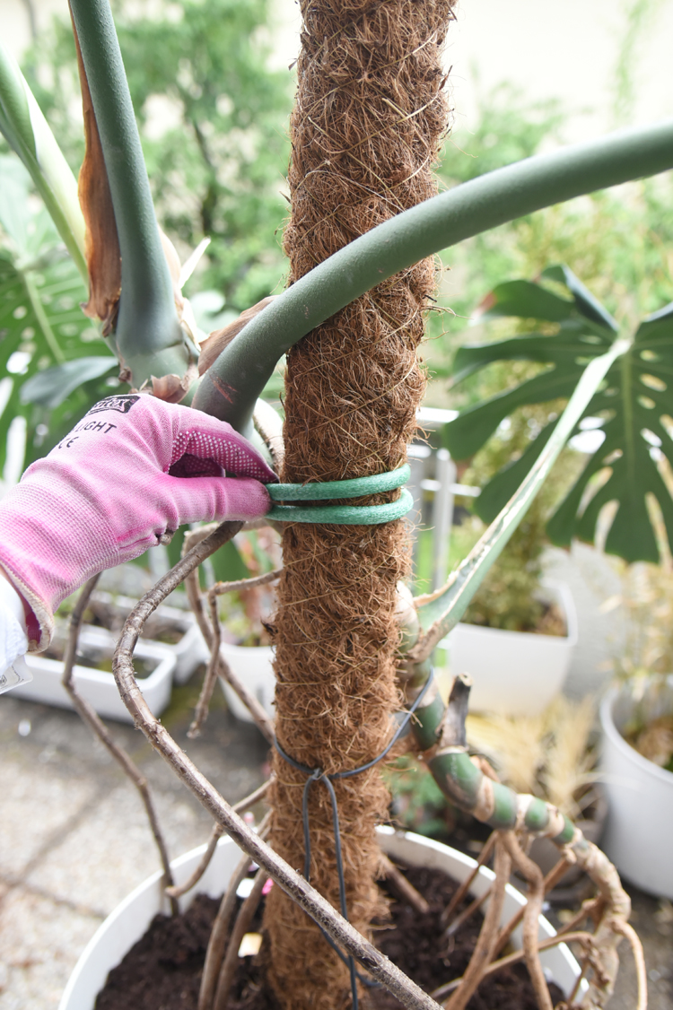 Große Monstera umtopfen So topfe ich mein Fensterblatt um Bonny und