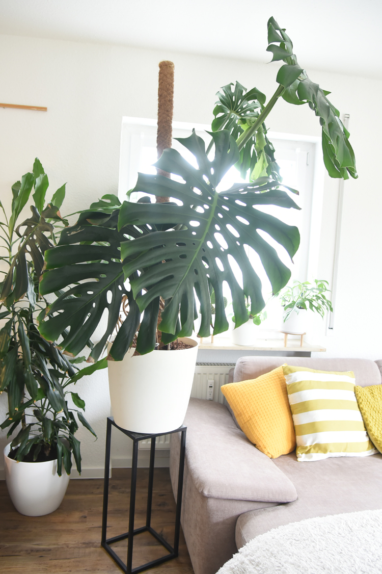 Große Monstera umtopfen