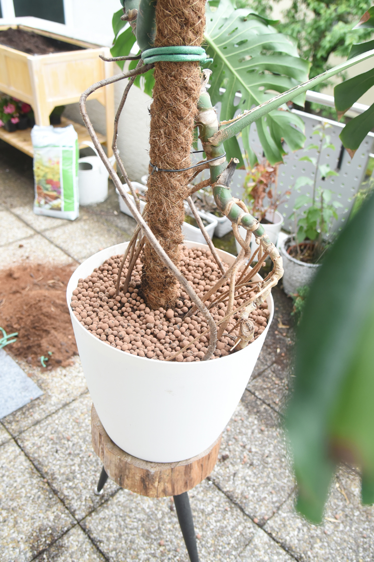große-monstera-umtopfen-anleitung