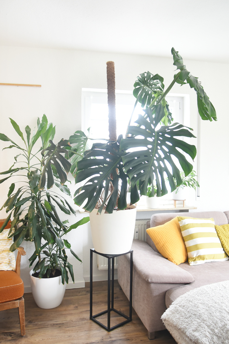 Große Monstera umtopfen