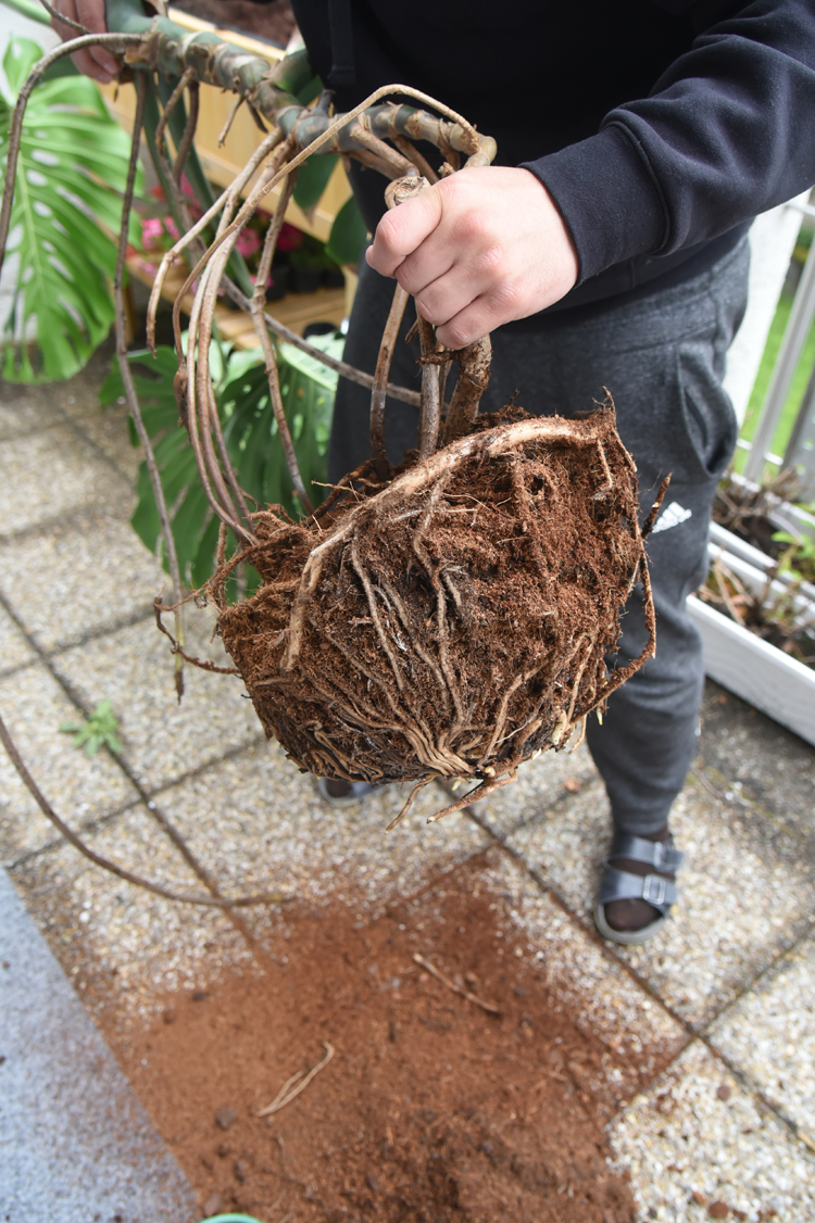 Große Monstera Umtopfen: So Topfe Ich Mein Fensterblatt Um