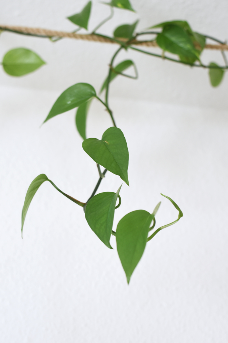 Epipremnum aureum-vermehren-anleitung