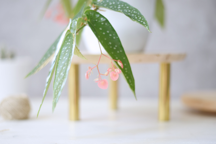 Pflanzenstaender-diy