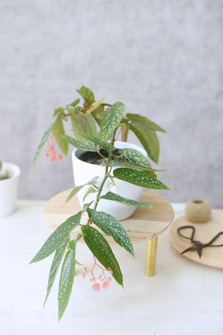 Pflanzenstaender-selber-machen